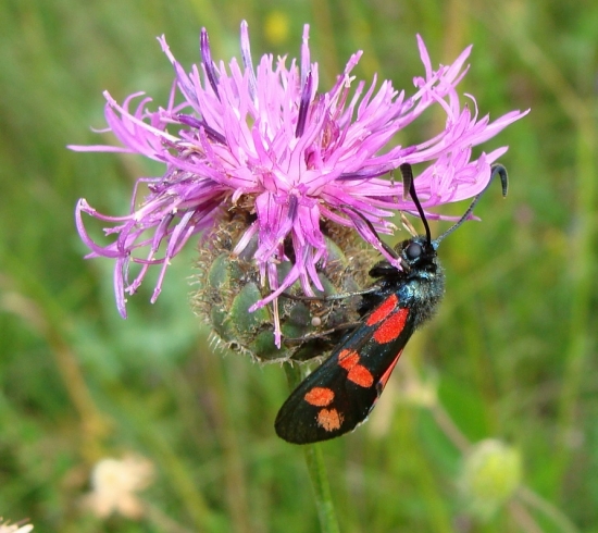 vretienka obyčajná /Zygaena filipendulae