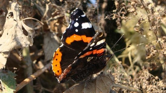 z jesenných prechádzok...