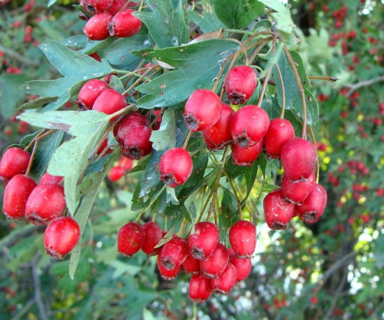 ...v jesennom období