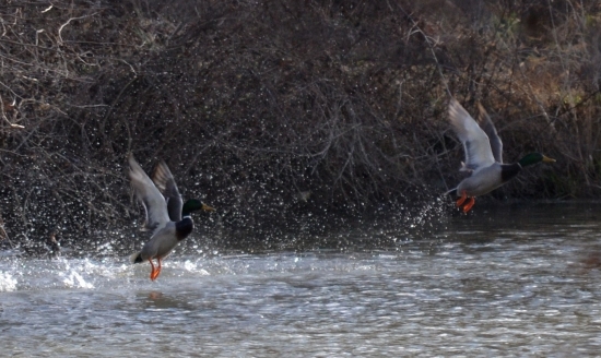 kačky odlietajúce...