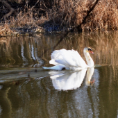 labuť...