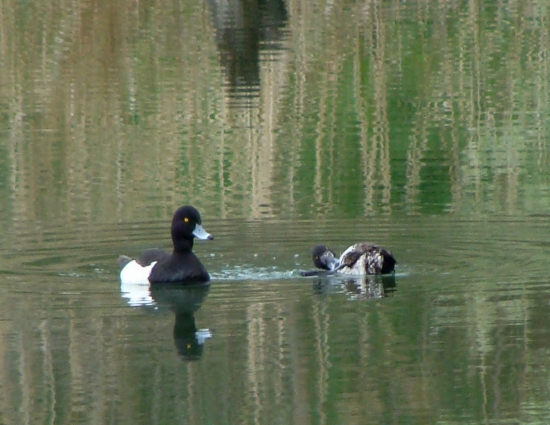 chochlačka vrkočatá