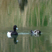 chochlačka vrkočatá