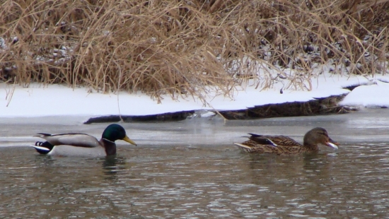 ..aj s rybkou v zobáku