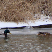 ..aj s rybkou v zobáku