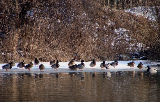 stretnutie pri vode...