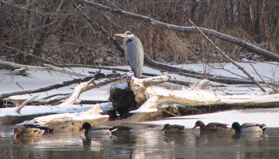 volavka aj s kačkami...