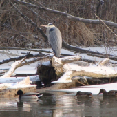 volavka aj s kačkami...
