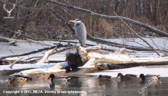 volavka aj s kačkami...