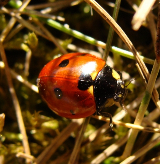 prvá tohoročná...