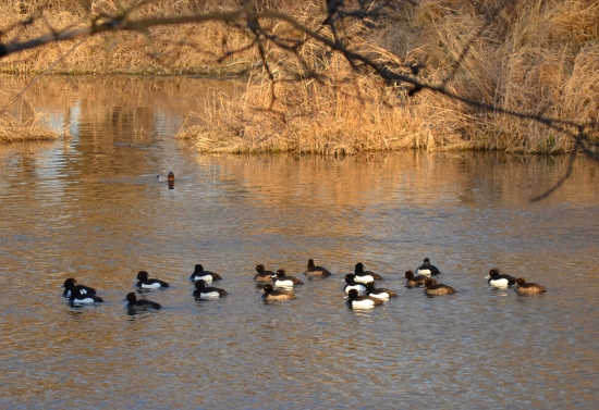 Chochlačky vrkočaté...