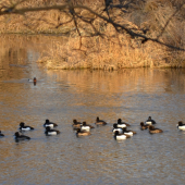 Chochlačky vrkočaté...