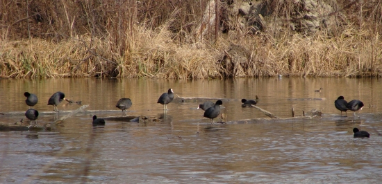 poludňajšia pohodička...