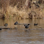 poludňajšia pohodička...