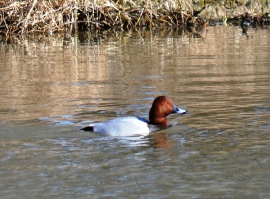 chochlačka sivá...