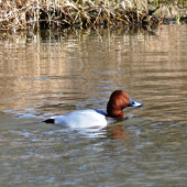 chochlačka sivá...