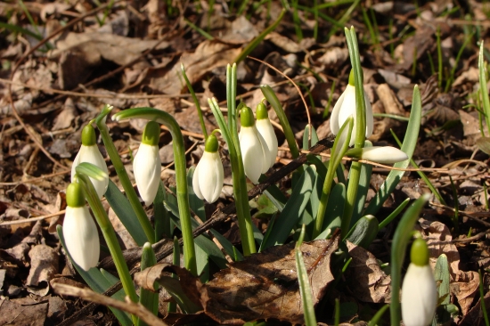 biele hlávky snežienky...