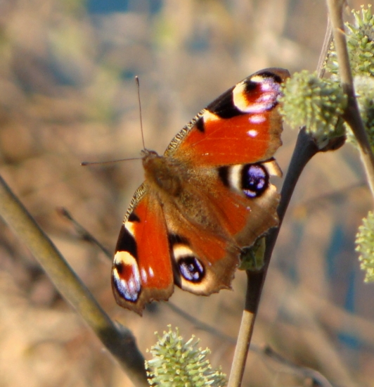 dnešná bábôčka...