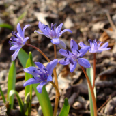 Scilla dvojlistá