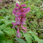 Chochlačka dutá /Corydalis cava