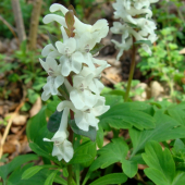 Chochlačka dutá /Corydalis cava