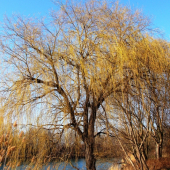 z jarných potuliek...