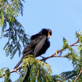 na jednej nôžke...