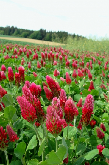 ďatelina červenastá