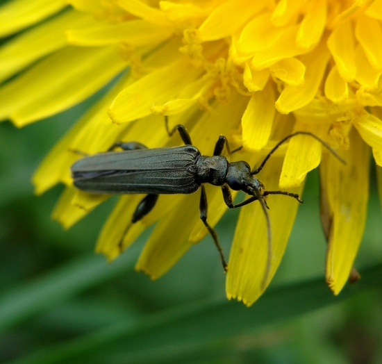 stehnáč /Oedemera tristis