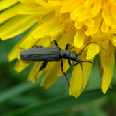 stehnáč /Oedemera tristis
