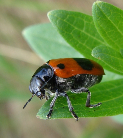 vrbinár hladký /Clytra laeviuscula