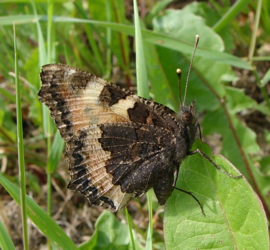 babôčka pŕhľavová /Aglais urticae