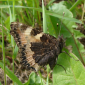 babôčka pŕhľavová /Aglais urticae