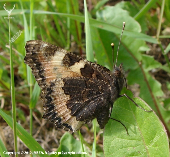 babôčka pŕhľavová /Aglais urticae