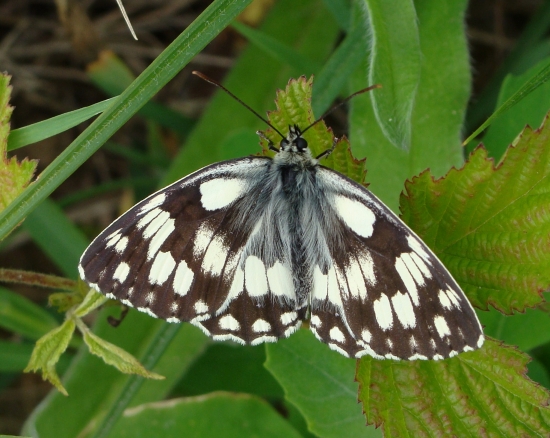 očkáň timotejkový /Melanargia galathea