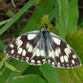 očkáň timotejkový /Melanargia galathea