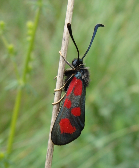 vretienka obyčajná /Zygaena filipendulae