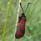 vretienka obyčajná /Zygaena filipendulae