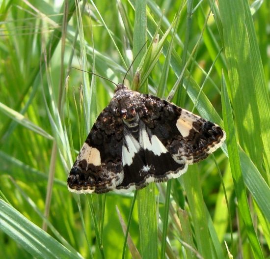 stužkavec pupencový
