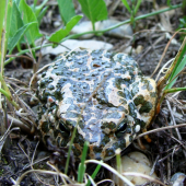 ropucha zelená