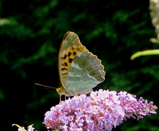 perlovec striebristopásavý/Argynnis paphia