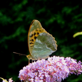 perlovec striebristopásavý/Argynnis paphia