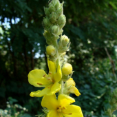 divozel