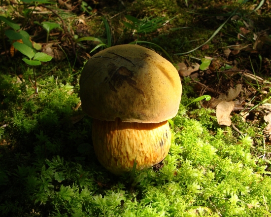 môj prvý- hríb siný