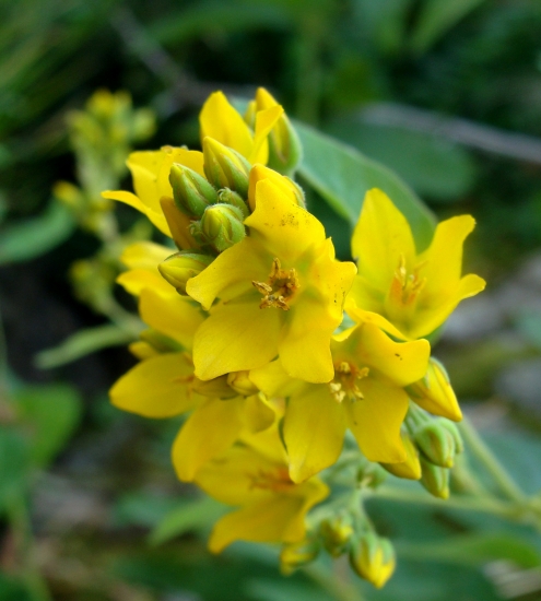 čerkáč obyčajný