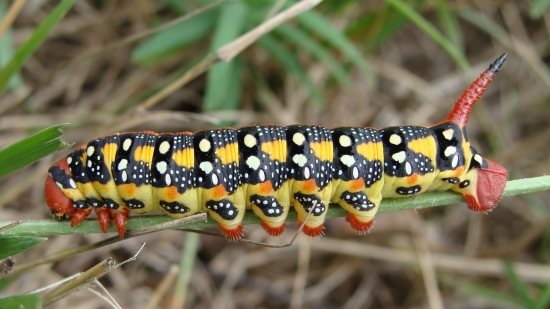 lišaj mliečnikový