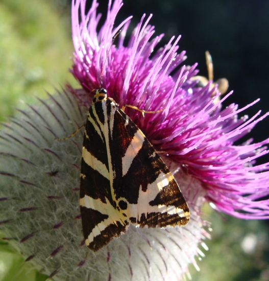 spriadač kostihojový