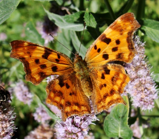 Babôčka zubatokrídla