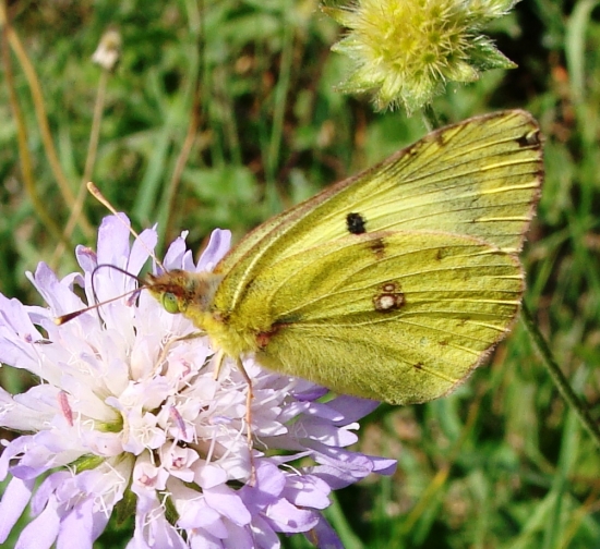 žltáčik lucernový