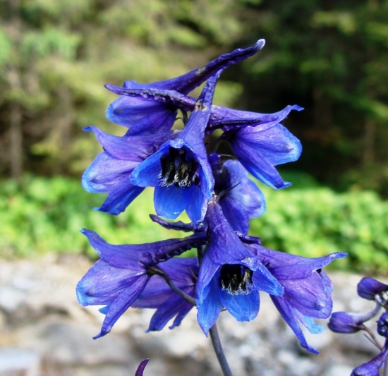 stračonôžka tatranská